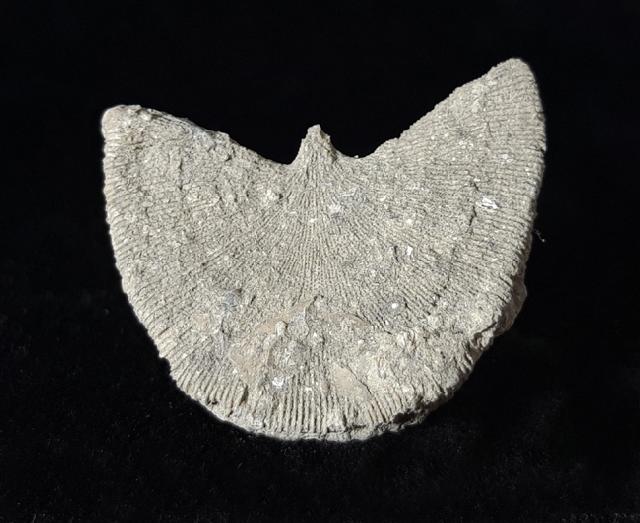 Diploctenium subcirulare MILNE-EDWARDS & HAIME 1848 - Bild © FossNet FossilienStore